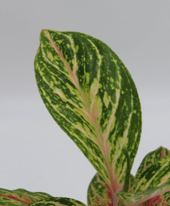 Aglaonema 'Cocomelon' Image 2