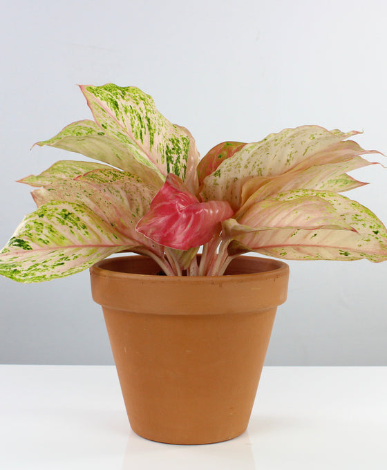 Aglaonema 'Bidadari' Image 1