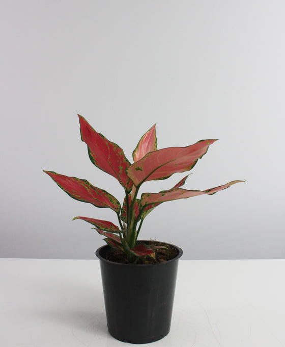 Aglaonema 'Red Ruby' Image 1