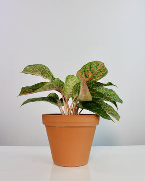 Aglaonema 'Prestige'