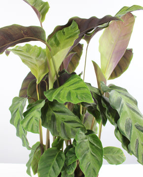 Calathea lietzei