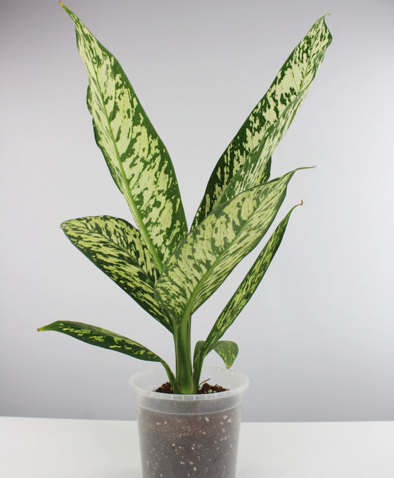 Dieffenbachia seguine 'White Etna' Image 2