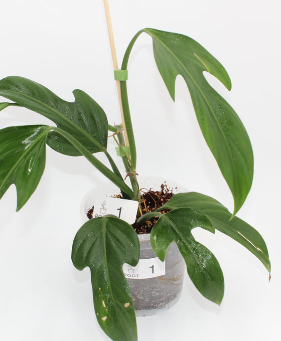 Philodendron panduriforme Image 3