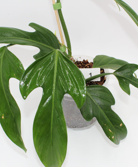 Philodendron panduriforme Image 1