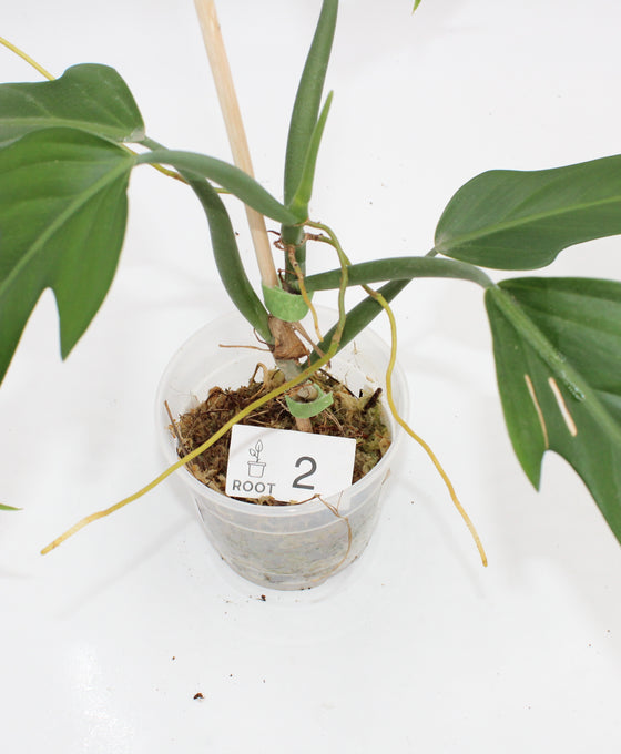 Philodendron panduriforme Image 2