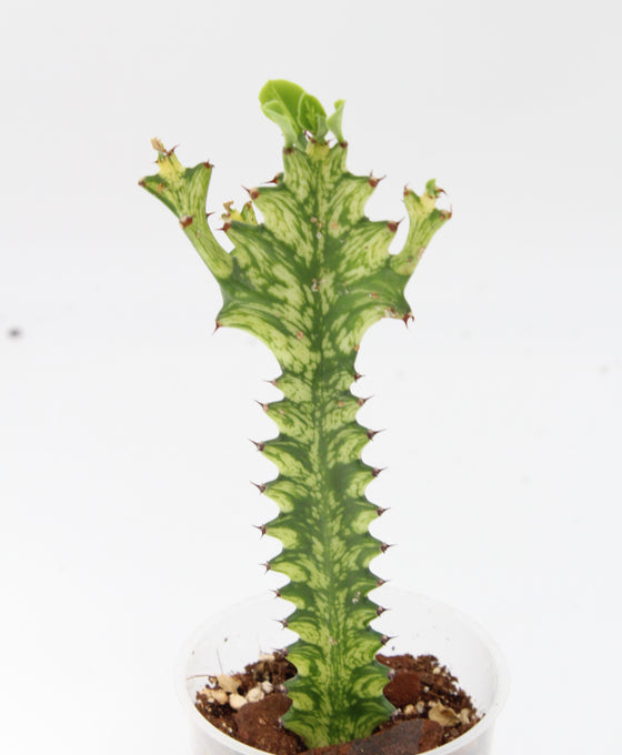 Euphorbia erythraea forma variegata Image 1