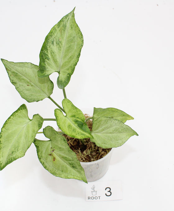 Syngonium podophyllum 'Mouse Ears' Image 2