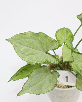 Syngonium podophyllum 'Mouse Ears'