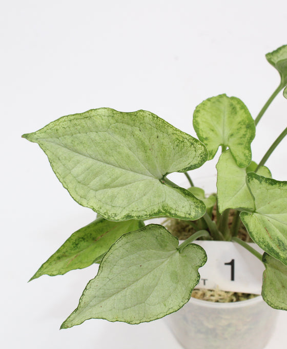 Syngonium podophyllum 'Mouse Ears' Image 1