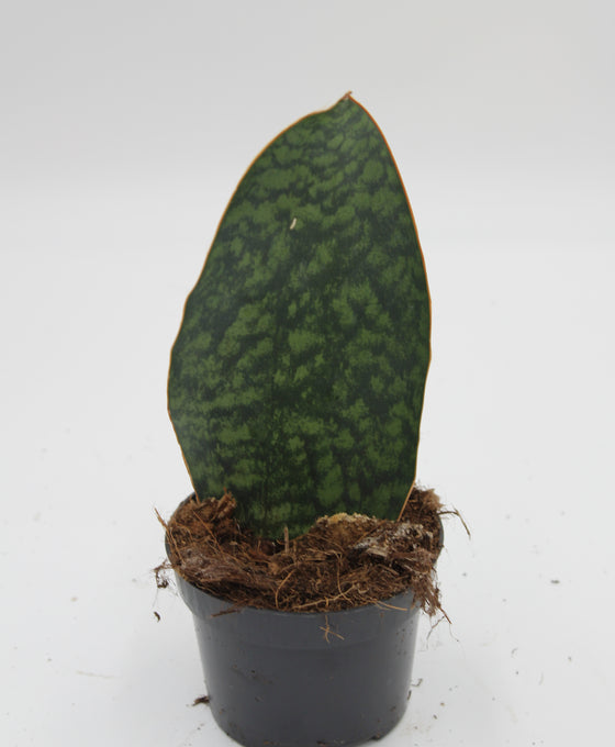 Sansevieria masoniana 'Victoria' Image 1