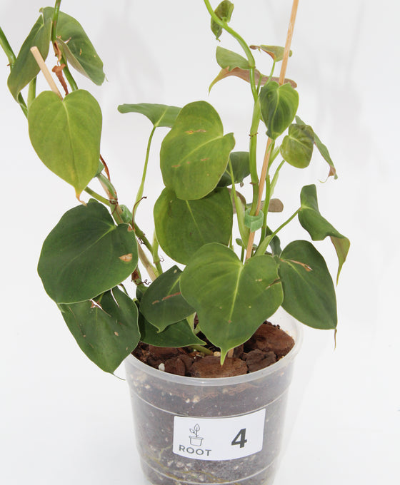 Philodendron lupinum Image 4