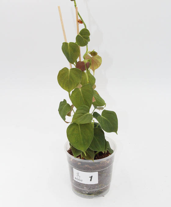 Philodendron lupinum Image 1