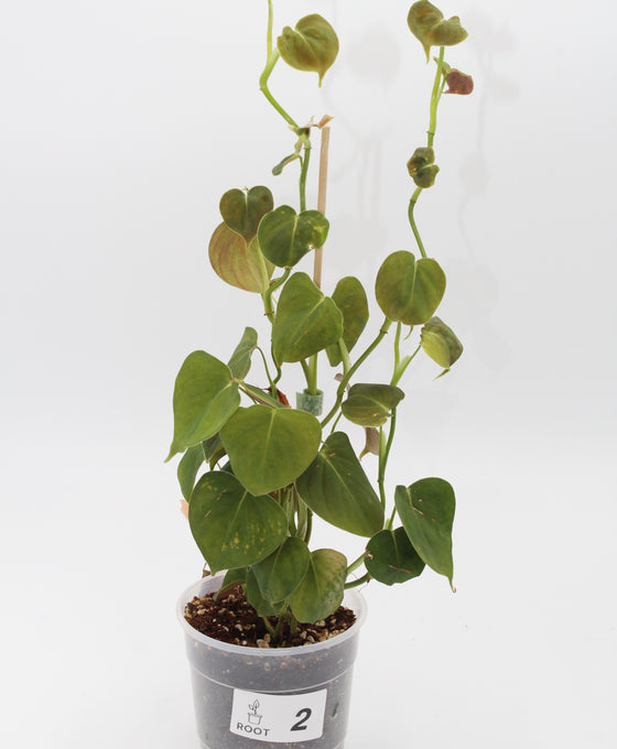 Philodendron lupinum Image 2