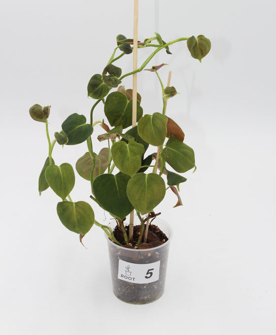 Philodendron lupinum Image 5