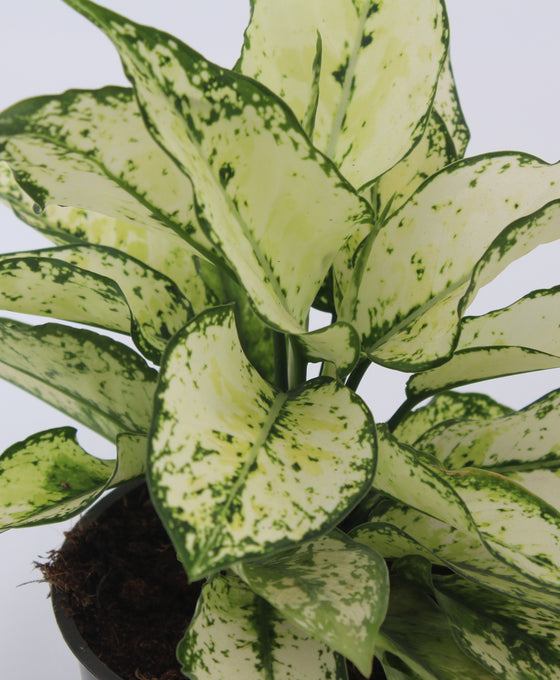 Aglaonema 'White Kiwi' Image 2