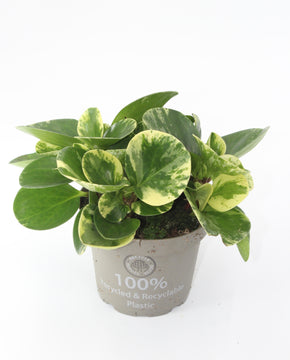 Peperomia obtusifolia 'Green Gold'