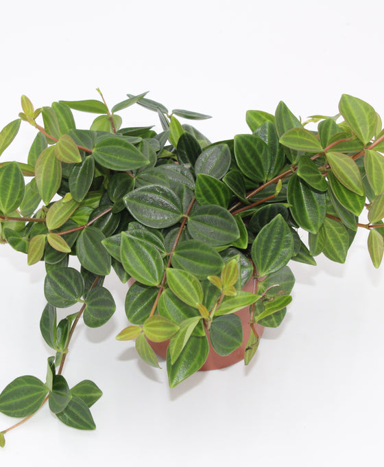 Peperomia quadrangularis 'Rocca Scuro' Image 2