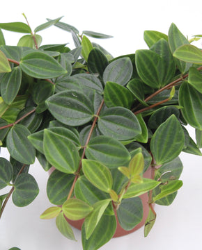 Peperomia quadrangularis 'Rocca Scuro'