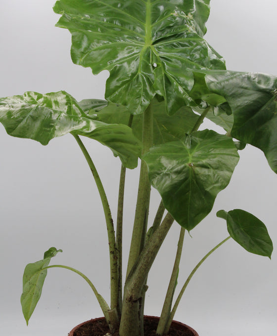 Alocasia 'Portora' Image 1