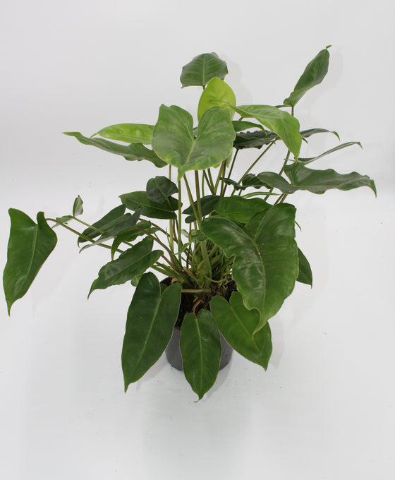 Philodendron burle-marxii Image 4