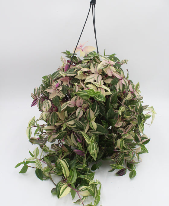 Tradescantia fluminensis 'Quadricolor' Image 1