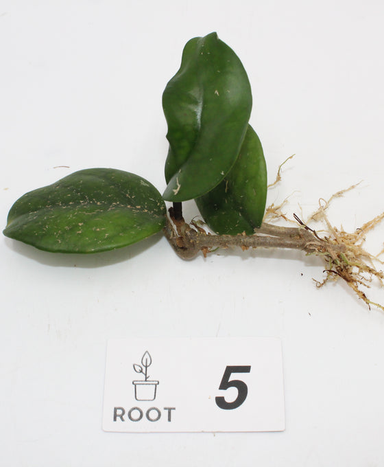 Hoya fungii hybrid Image 4