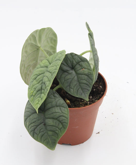 Alocasia melo Image 2