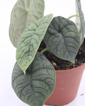 Alocasia melo