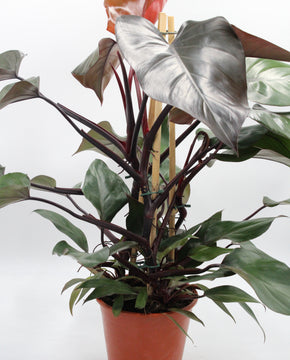 Philodendron 'Ruby'