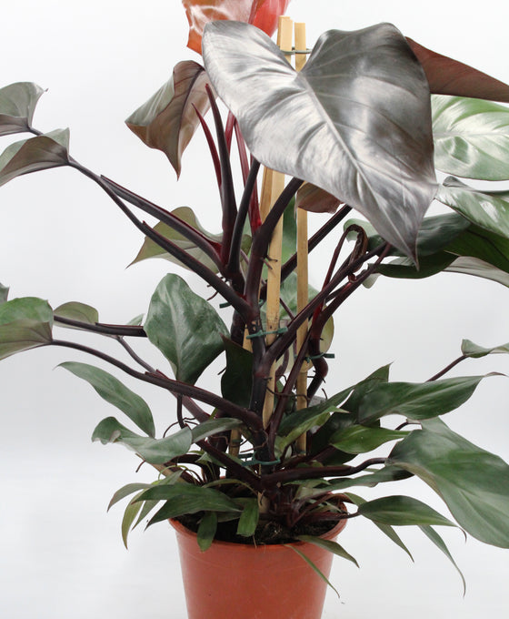 Philodendron 'Ruby' Image 1