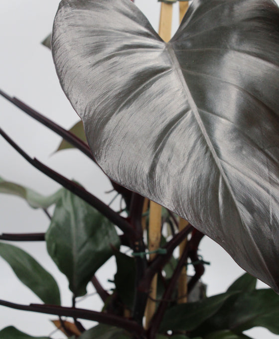 Philodendron 'Ruby' Image 2