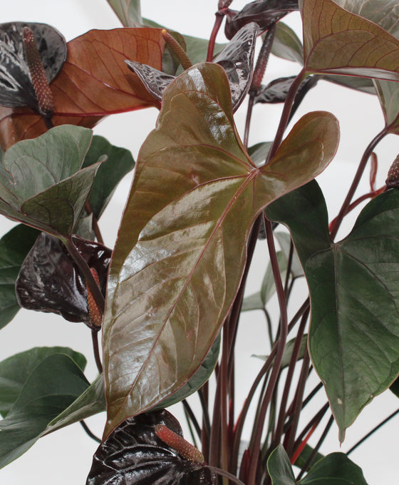 Anthurium andraeanum 'Black Beauty' Image 2