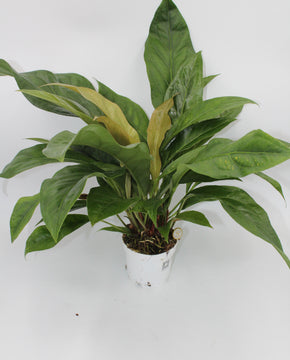 Anthurium crassinervium var. crassinervium (Jungle Bush)