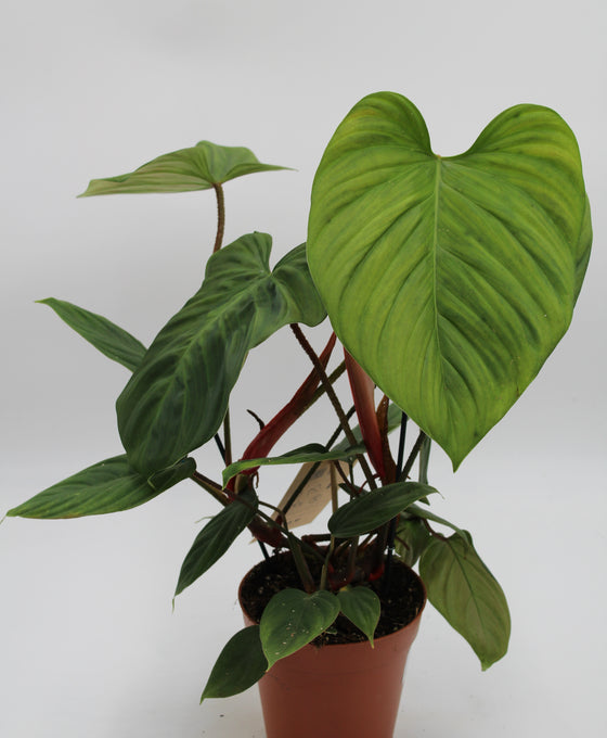 Philodendron sp. 'Fuzzy Petiole' Image 1
