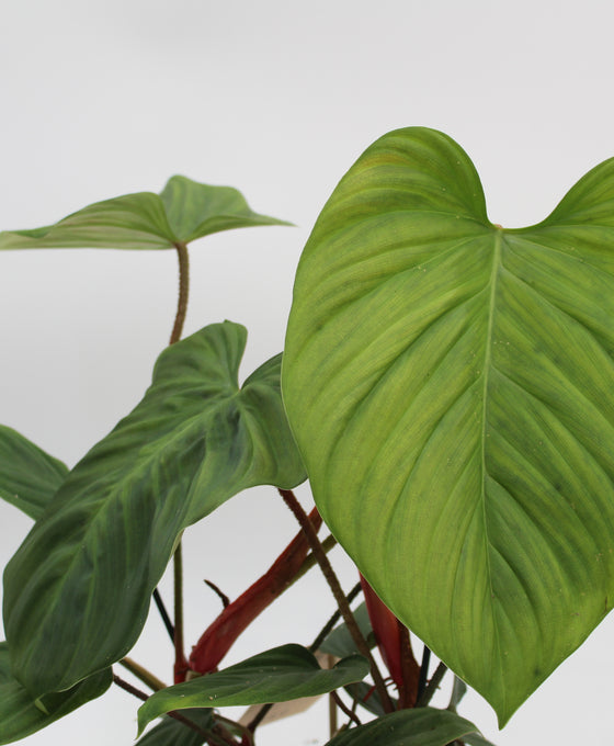 Philodendron sp. 'Fuzzy Petiole' Image 2