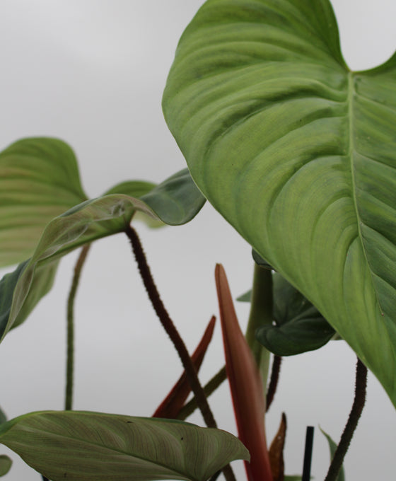 Philodendron sp. 'Fuzzy Petiole' Image 4