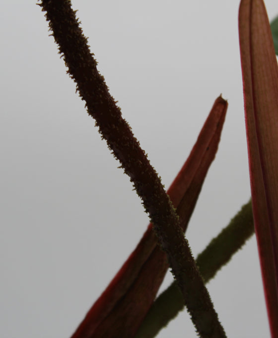 Philodendron sp. 'Fuzzy Petiole' Image 3