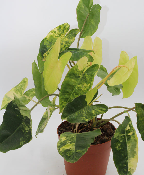 Philodendron burle-marxii Image 1