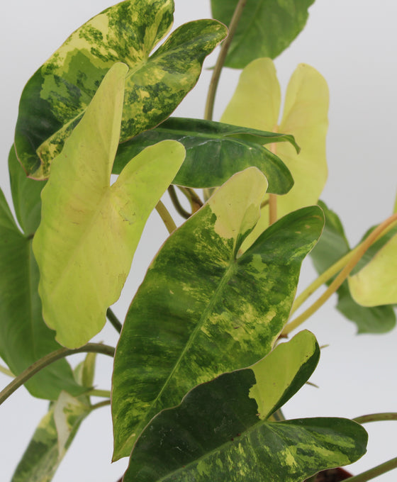 Philodendron burle-marxii Image 3