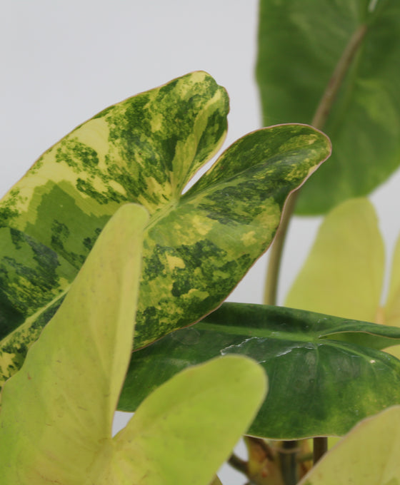 Philodendron burle-marxii Image 2