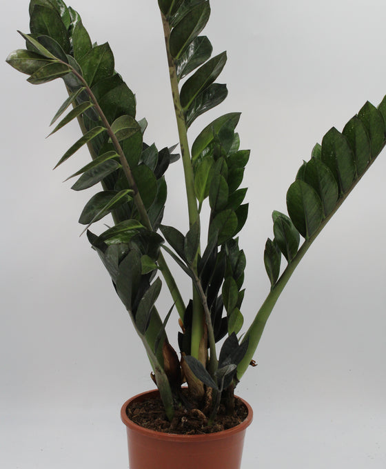 Zamioculcas zamiifolia 'Super Nova' Image 1