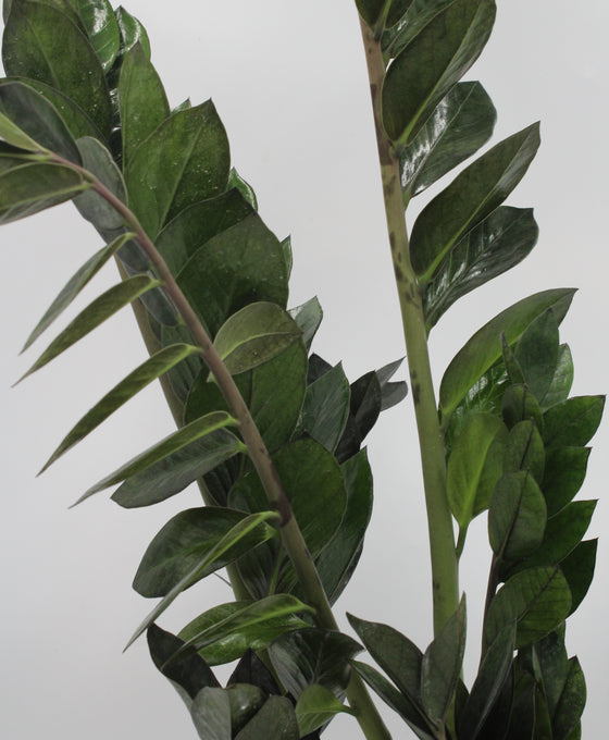 Zamioculcas zamiifolia 'Super Nova' Image 2