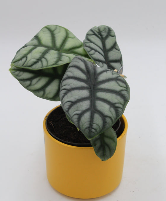 Alocasia baginda 'Silver Dragon' Image 3