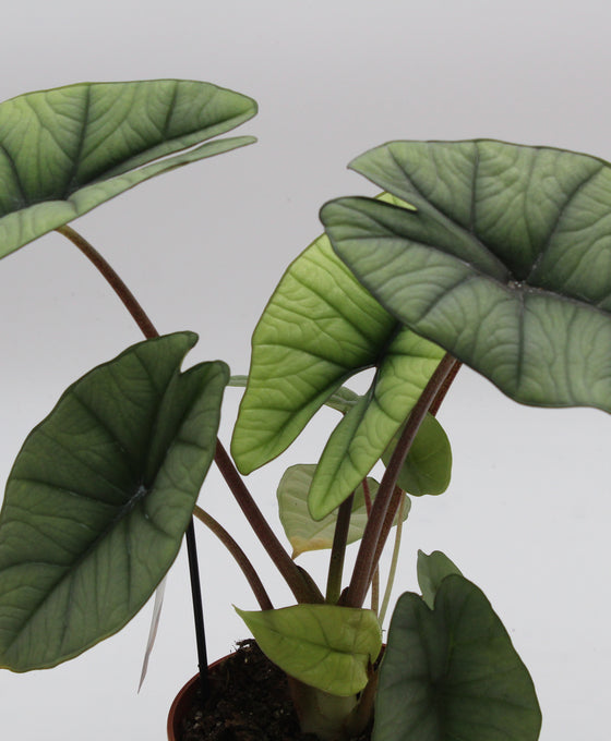 Alocasia sp. Platinum Image 1