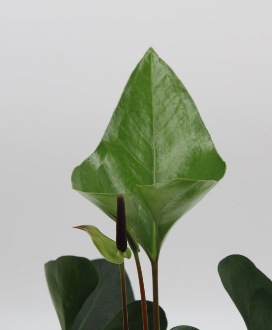 Anthurium 'Arrow' Image 3