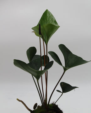 Anthurium 'Arrow'