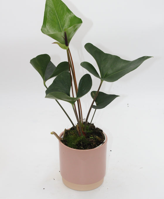 Anthurium 'Arrow' Image 2