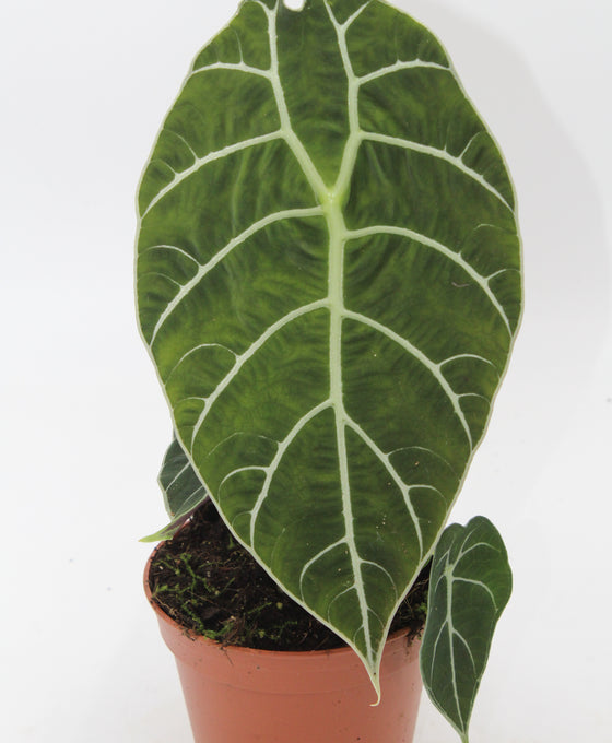 Alocasia longiloba ‘Watsoniana’ Image 3