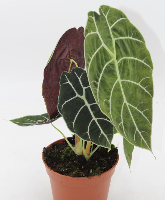 Alocasia longiloba ‘Watsoniana’ Image 2