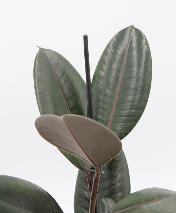 Ficus elastica Image 8